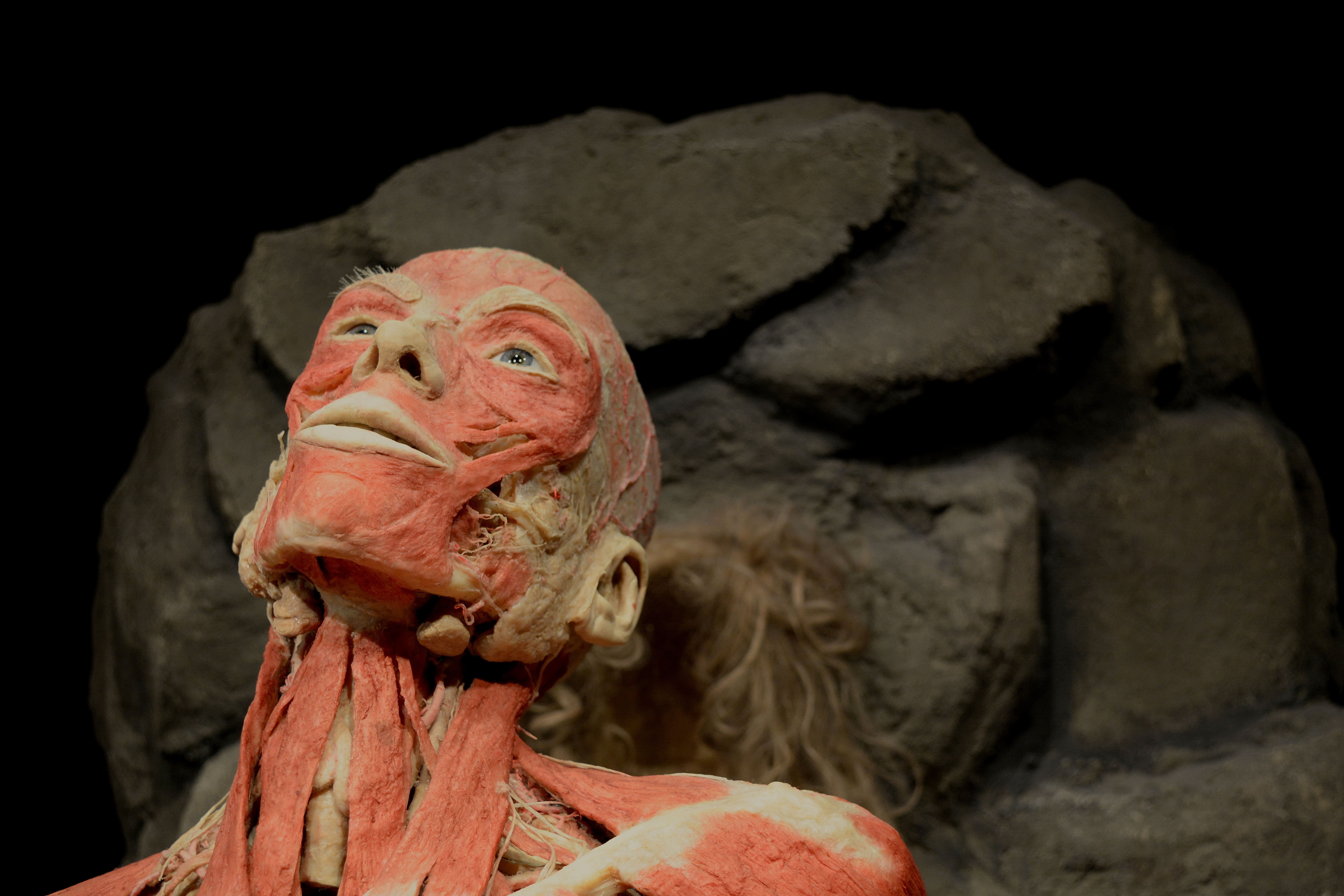 Buitenaanzicht of zaal van Body Worlds